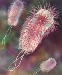 Khuẩn E.coli trong nước